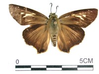 長翅弄蝶藏品圖，第1張