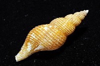 琉球峨螺藏品圖，第6張