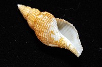 琉球峨螺藏品圖，第8張