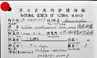 琉球峨螺藏品圖，第11張