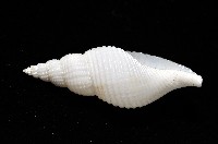 琉球峨螺藏品圖，第2張