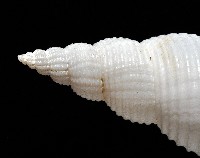 琉球峨螺藏品圖，第4張