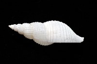 琉球峨螺藏品圖，第5張