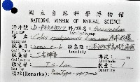 琉球峨螺藏品圖，第11張