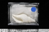 琉球峨螺藏品圖，第12張