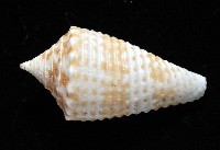 土生芋螺(新種)藏品圖，第3張