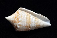 土生芋螺(新種)藏品圖，第4張
