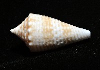 土生芋螺(新種)藏品圖，第5張