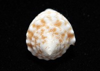 土生芋螺(新種)藏品圖，第6張