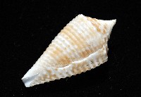 土生芋螺(新種)藏品圖，第7張