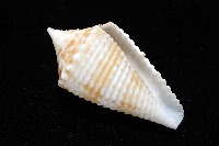 土生芋螺(新種)藏品圖，第8張