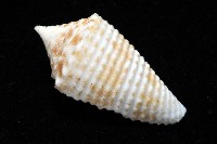 土生芋螺(新種)藏品圖，第9張