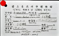 土生芋螺(新種)藏品圖，第11張