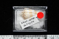 土生芋螺(新種)藏品圖，第12張