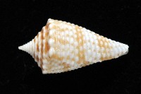 土生芋螺(新種)藏品圖，第2張