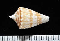 土生芋螺(新種)藏品圖，第3張