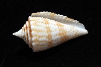 土生芋螺(新種)藏品圖，第4張