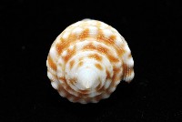 土生芋螺(新種)藏品圖，第5張