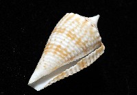 土生芋螺(新種)藏品圖，第9張