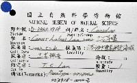 土生芋螺(新種)藏品圖，第11張