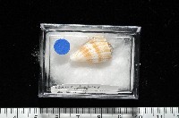 土生芋螺(新種)藏品圖，第12張