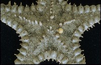 玉緣棘角海星(紫氏麗海星)藏品圖，第2張