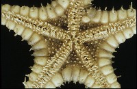 玉緣棘角海星(紫氏麗海星)藏品圖，第3張