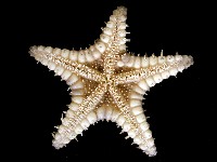 玉緣棘角海星(紫氏麗海星)藏品圖，第4張