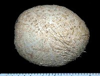 大脆心形海膽藏品圖，第1張