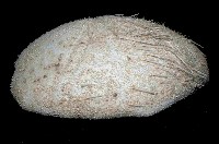 大脆心形海膽藏品圖，第3張