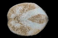 大脆心形海膽藏品圖，第4張