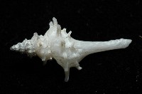 柯孫骨螺(新種)藏品圖，第2張