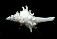 柯孫骨螺(新種)藏品圖，第3張