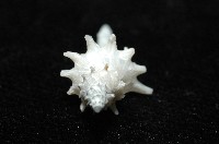柯孫骨螺(新種)藏品圖，第4張