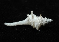 柯孫骨螺(新種)藏品圖，第5張