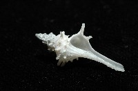 柯孫骨螺(新種)藏品圖，第6張