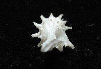 柯孫骨螺(新種)藏品圖，第7張