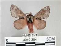 銀肩枯葉蛾藏品圖，第1張