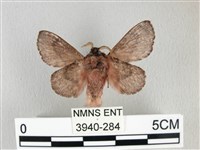 銀肩枯葉蛾藏品圖，第2張