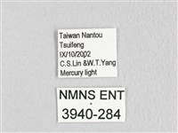 銀肩枯葉蛾藏品圖，第3張