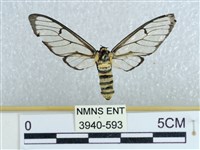 登錄號:003940-00593藏品圖，第1張
