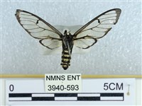 登錄號:003940-00593藏品圖，第2張