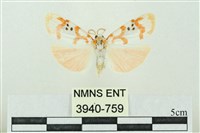 臺雪苔蛾藏品圖，第1張