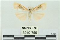 臺雪苔蛾藏品圖，第2張