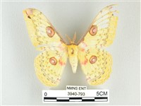 黃豹天蠶蛾藏品圖，第1張