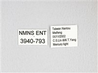 黃豹天蠶蛾藏品圖，第3張