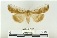 臺洒波紋蛾藏品圖，第1張