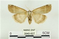 臺洒波紋蛾藏品圖，第2張