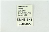 臺洒波紋蛾藏品圖，第3張