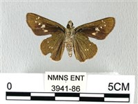 禾弄蝶藏品圖，第2張